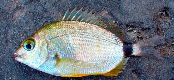 Diplodus annularis_08.jpg